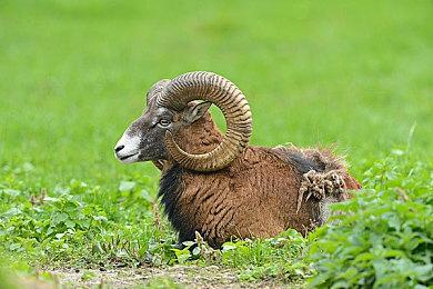 传闻：《我的世界》第三款衍生游戏正在开发中