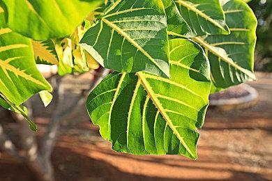 CDP解释为何《巫师》新作”天狼星计划“被重启